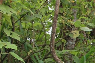 sentier-nyungwe-umusambi-rwanda