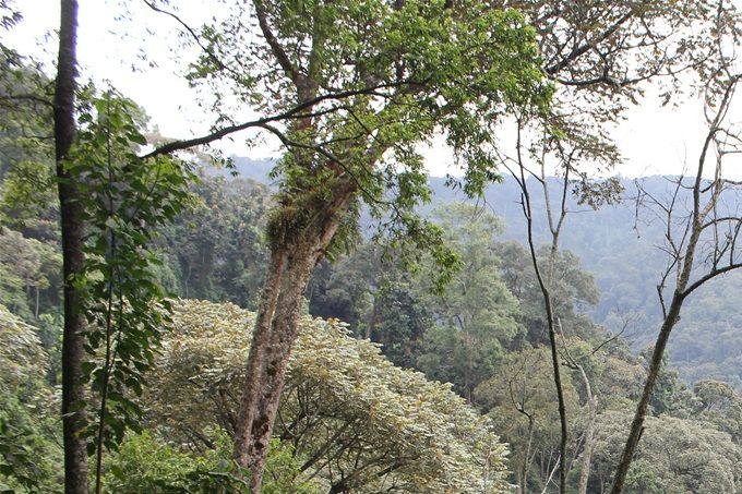 forêt-nyungwe-umusambi-rwanda