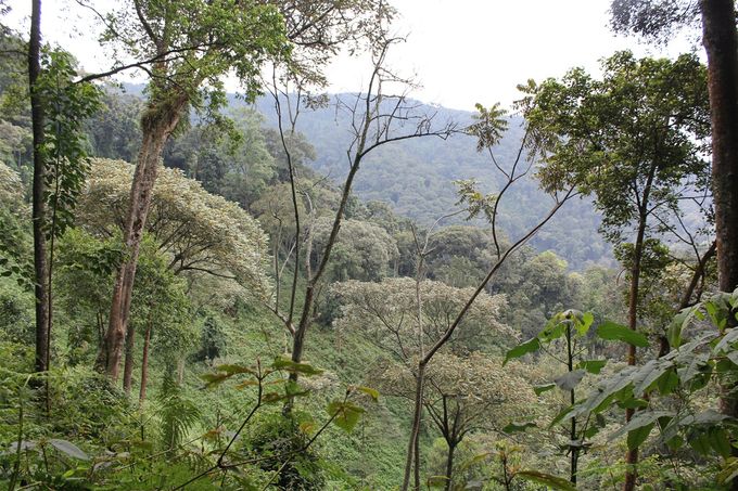 forêt-nyungwe-umusambi-rwanda