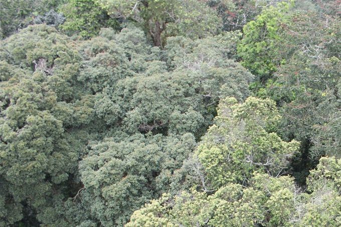 canopée-nyungwe-umusambi-rwanda