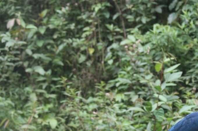 touraco-bleu-nyungwe-umusambi-rwanda
