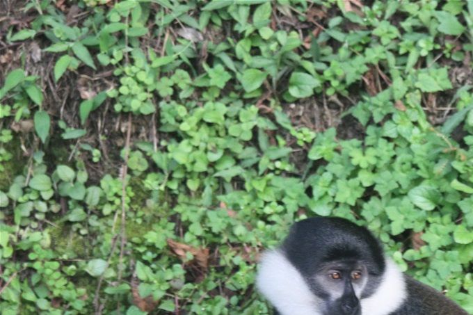 colobes-noir-blanc-nyungwe-umusambi-rwanda