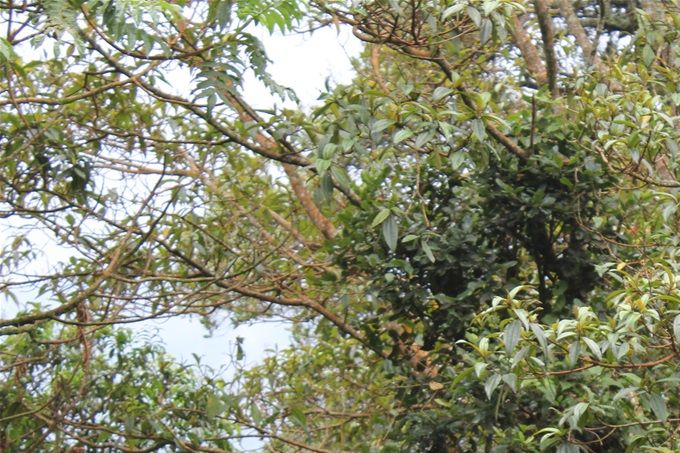 colobes-noir-blanc-nyngwe-umusambi-rwanda
