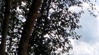 Mukangwa rivière